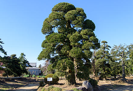 匝瑳市植木・盆栽 植木銘木100選