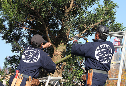 匝瑳市植木・盆栽 植木造形技術「くじき技法」