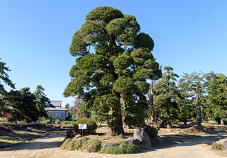 匝瑳市植木組合 植木銘木100選