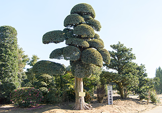 匝瑳市植木組合 植木銘木100選