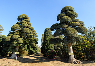 匝瑳市植木組合 植木銘木100選