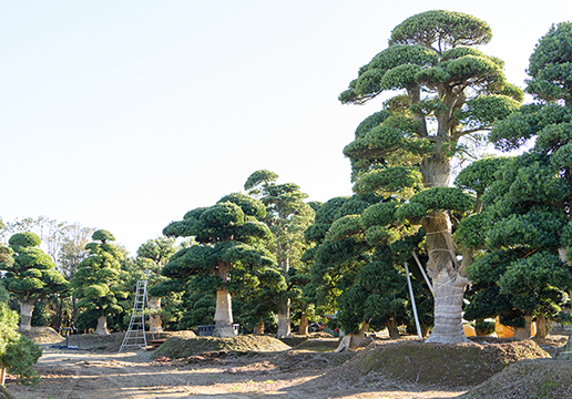podocarpus macrophyllus macro bonsai tree