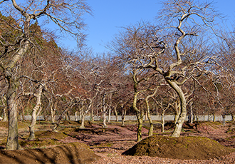 acar palmatum macro bonsai tree