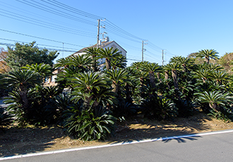 cycas revoluta macro bonsai tree