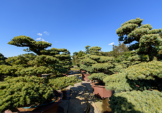 五葉松　盆景 导入和导出