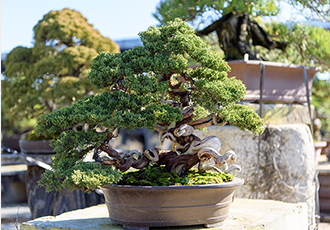juniperus chinensis bonsai tree