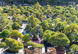 盆景 导入和导出